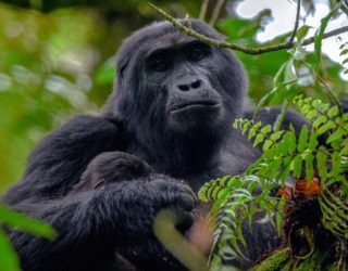 MOUNTAIN GORILLAS