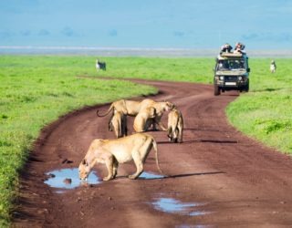 MASAI MARA SAFARI