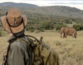 BE A SAFARI GUIDE