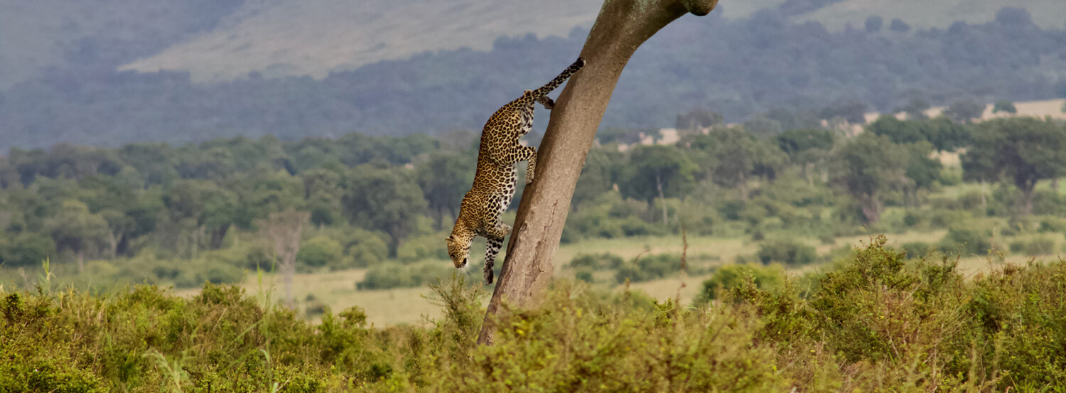 Masai-Mara-Leopard-climbing-down-a-tree