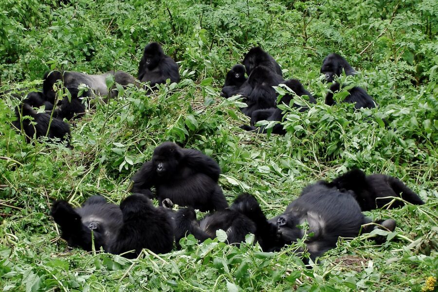 Big,Mountain,Gorilla,Family,With,Silverback,And,Multiple,Baby,Gorillas